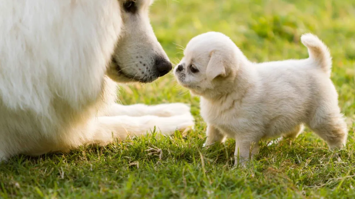 Small but Sweet: Top 7 Friendly Little Dog Breeds Full of Love