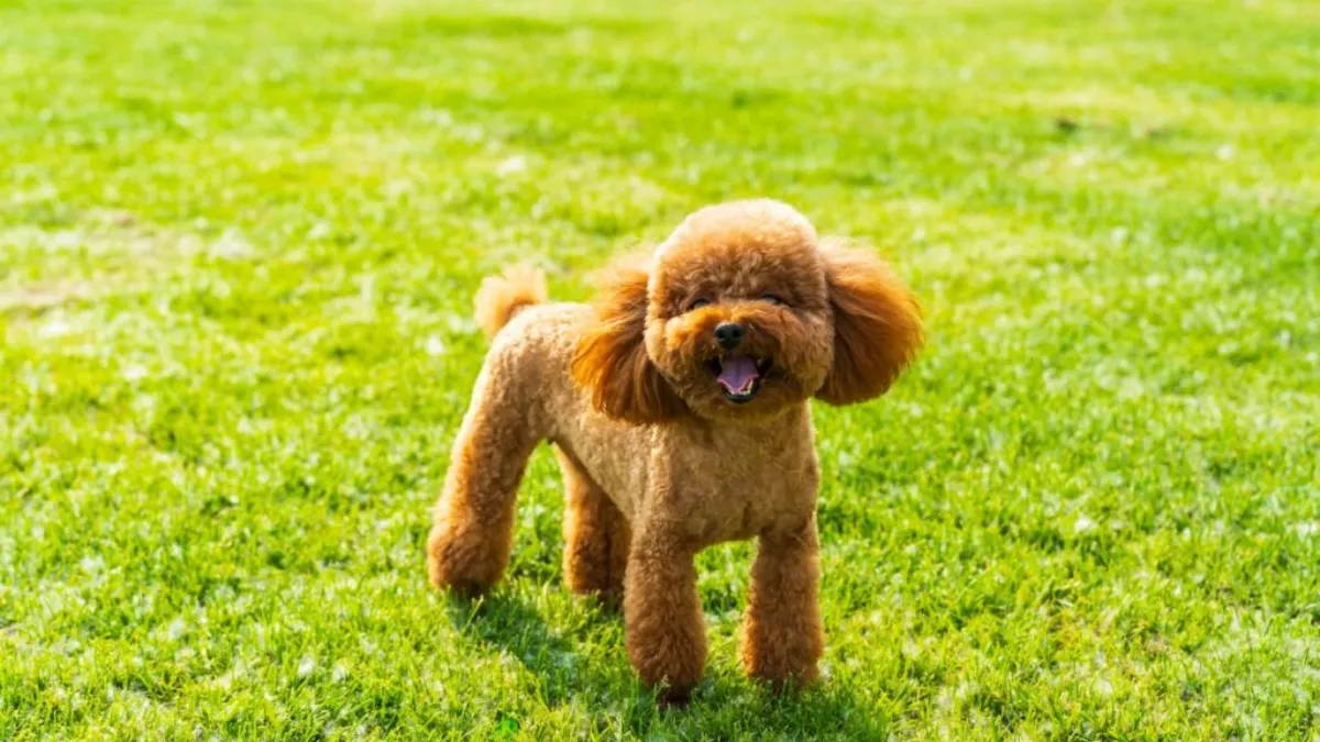 Top 7 Low-Shedding Toy Dog Breeds Perfect for Tidy Homes