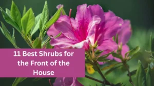 11 Best Shrubs for the Front of the House