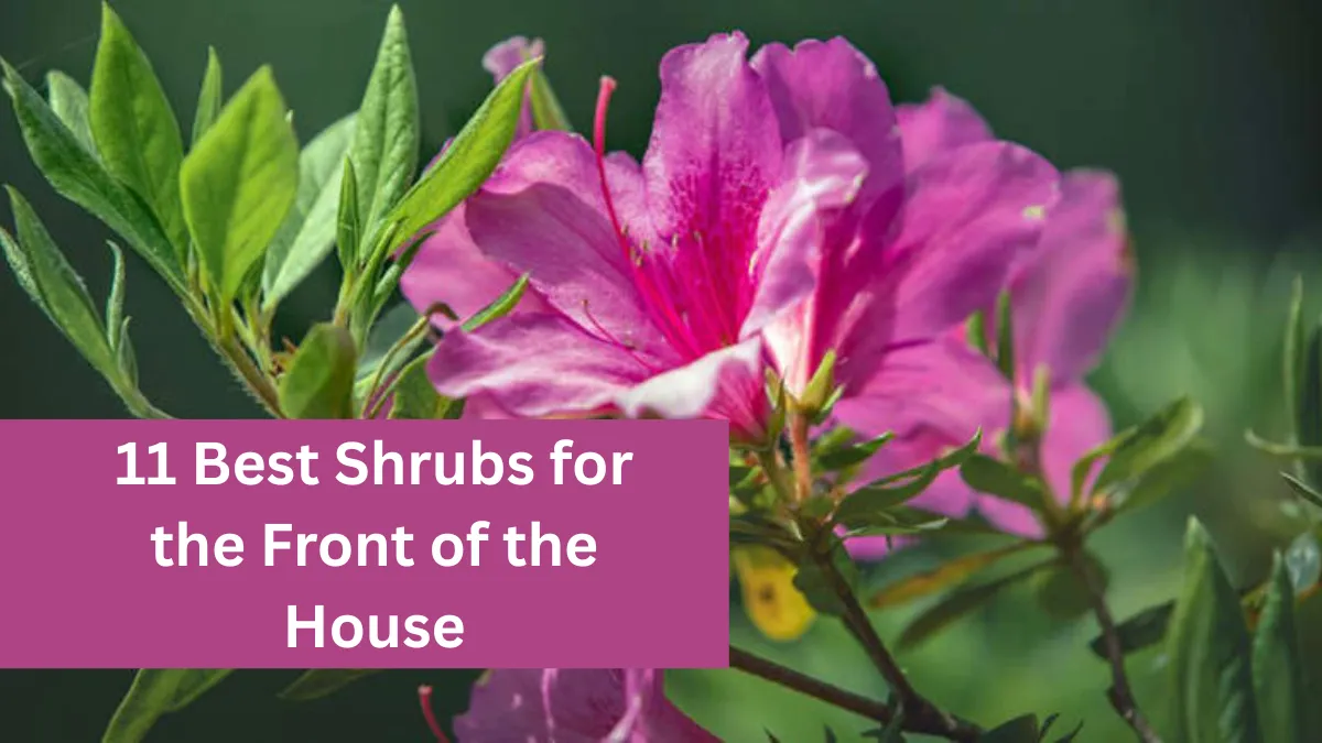 11 Best Shrubs for the Front of the House