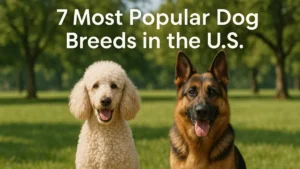 7 Most Popular Dog Breeds in the U.S.